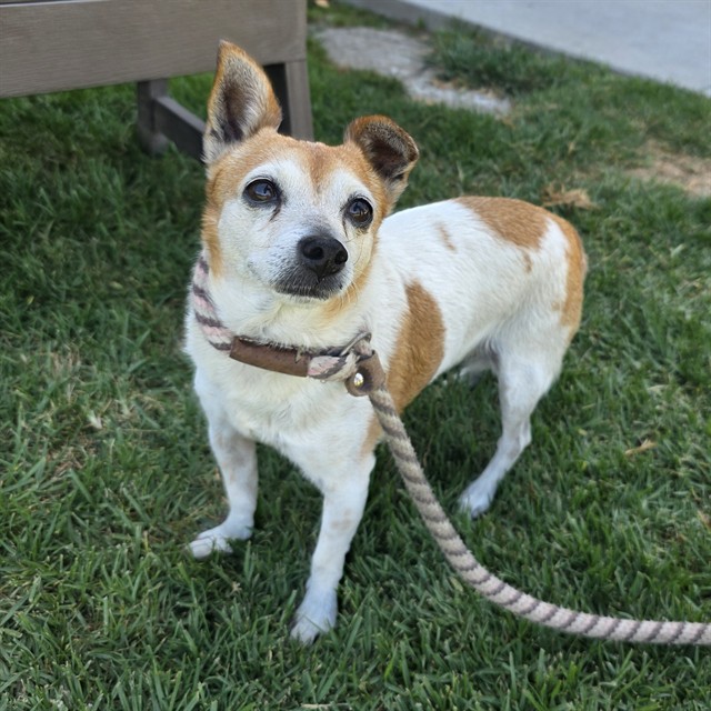 Shelter Stray Female Dog last seen Near BLK ATLANTIC AVE, 7700 E Spring St, Long Beach, CA 90815, USA
