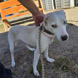 Shelter Stray Female Dog last seen Near BLOCK W PACIFIC COAST HWY, LONG BEACH CA, 7700 E Spring St, Long Beach, CA 90815, USA
