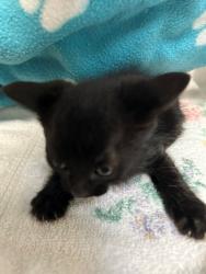 Shelter Stray Unknown Cat last seen , 4275 Elton St, Baldwin Park, CA 91706, USA