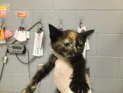 Shelter Stray Female Cat last seen Near BLOCK DATE PALM AVE, INDIO, CA, Thousand Palms, CA, USA