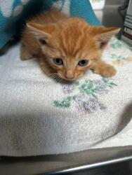 Shelter Stray Unknown Cat last seen , 4275 Elton St, Baldwin Park, CA 91706, USA