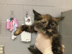 Shelter Stray Female Cat last seen Near BLOCK DATE PALM AVE, INDIO, CA, Thousand Palms, CA, USA