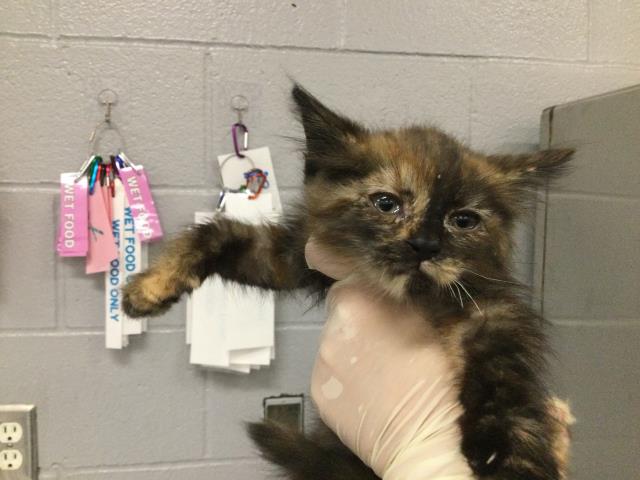 Shelter Stray Female Cat last seen Near BLOCK DATE PALM AVE, INDIO, CA, Thousand Palms, CA, USA