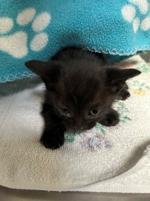 Shelter Stray Unknown Cat last seen , 4275 Elton St, Baldwin Park, CA 91706, USA