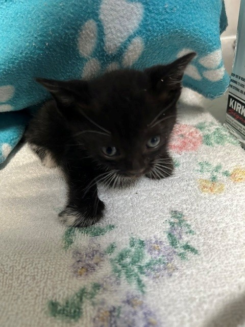 Shelter Stray Unknown Cat last seen , 4275 Elton St, Baldwin Park, CA 91706, USA