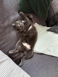 Lost Male Cat last seen Ontario et Leclaire , Montréal, QC H1V 1L5