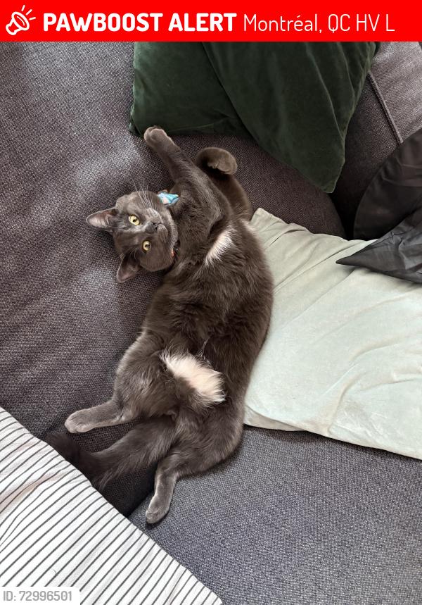 Lost Male Cat last seen Ontario et Leclaire , Montréal, QC H1V 1L5