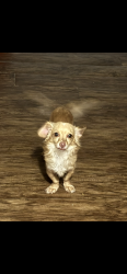 Lost Male Dog last seen Batch- Craft Beer and Kolaches, Austin, TX 78723