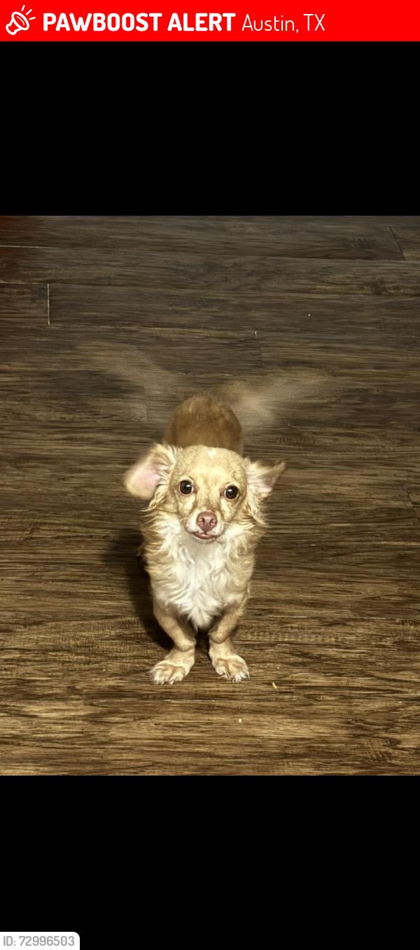 Lost Male Dog last seen Batch- Craft Beer and Kolaches, Austin, TX 78723