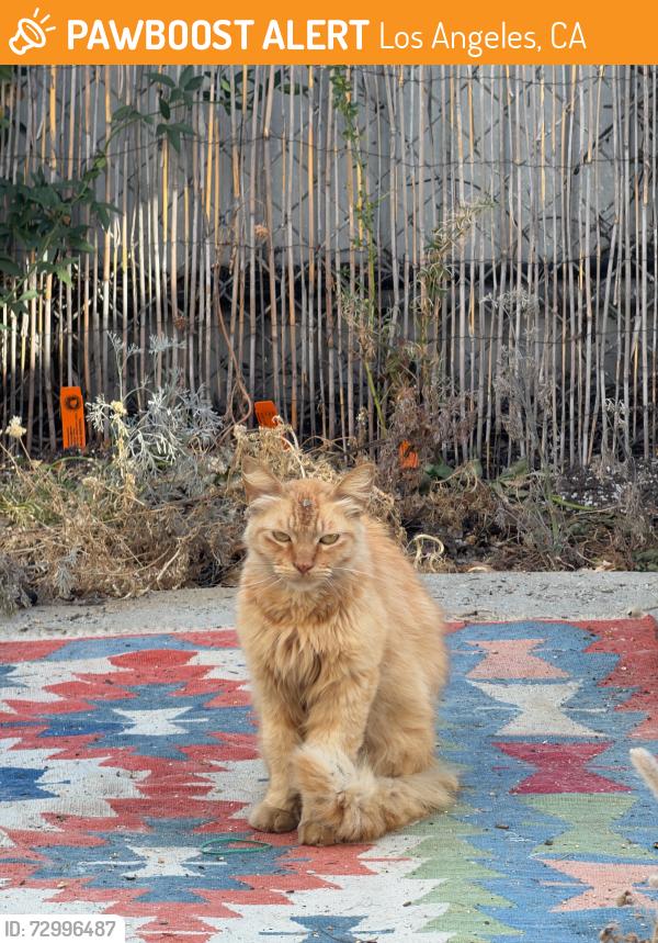Found/Stray Unknown Cat last seen Marmion Way & Arroyo Seco Ave, Los Angeles, CA 90065