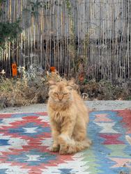 Found/Stray Unknown Cat last seen Marmion Way & Arroyo Seco Ave, Los Angeles, CA 90065