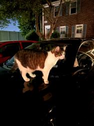 Found/Stray Unknown Cat last seen Court 3, Greensboro, NC 27455