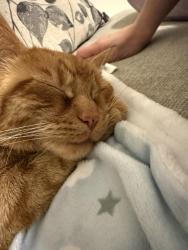 Reunited Female Cat last seen Kenvil Ave, Roxbury Township, NJ 07876