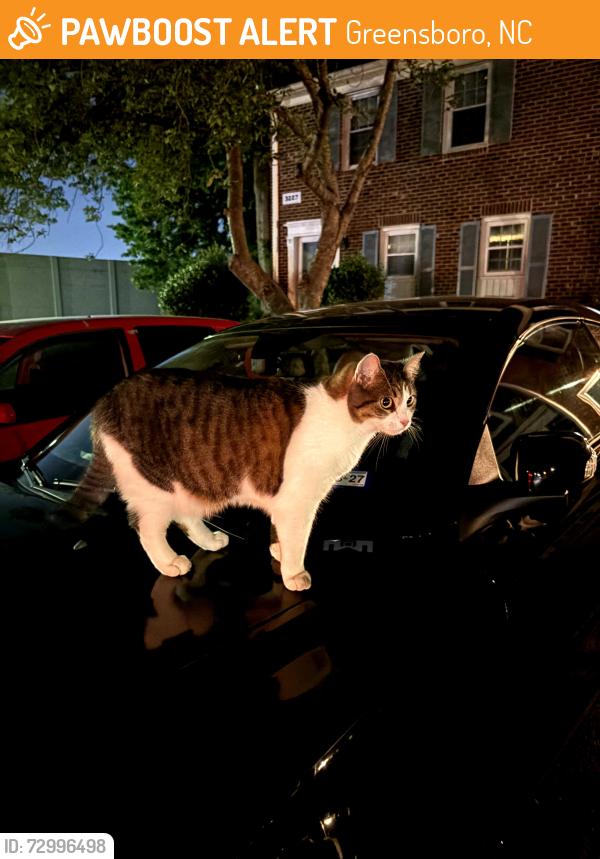 Found/Stray Unknown Cat last seen Court 3, Greensboro, NC 27455