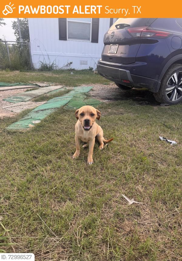 Found/Stray Female Dog last seen Cr 4125, Scurry, TX 75158