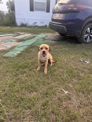 Found/Stray Female Dog last seen Cr 4125, Scurry, TX 75158