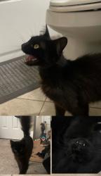 Lost Male Cat last seen Hickson Road, Luella Street, Jacksonville, FL 32207