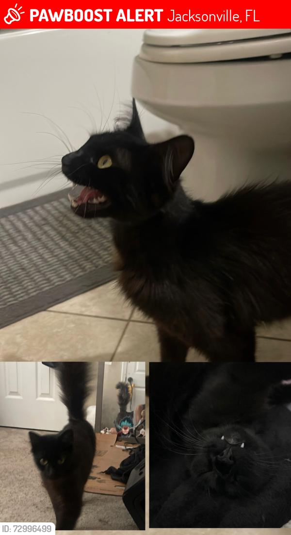 Lost Male Cat last seen Hickson Road, Luella Street, Jacksonville, FL 32207