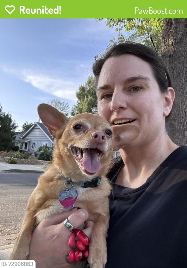 Reunited Female Dog last seen Poplar St. , Loma Linda, CA 92354