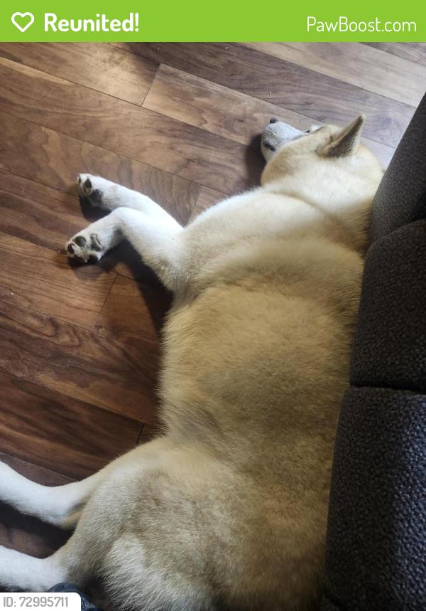 Reunited Male Dog last seen Mcwade and ritter, Homeland, CA 92548