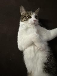 Reunited Male Cat last seen caton farm & county line, Plainfield, IL 60586