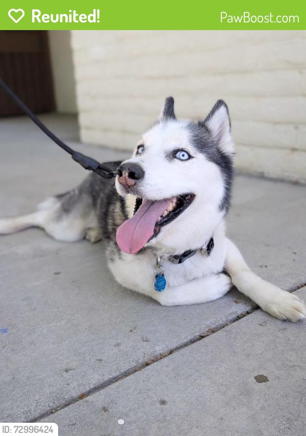 Reunited Male Dog last seen Carnelian and Lemon , Rancho Cucamonga, CA 91701