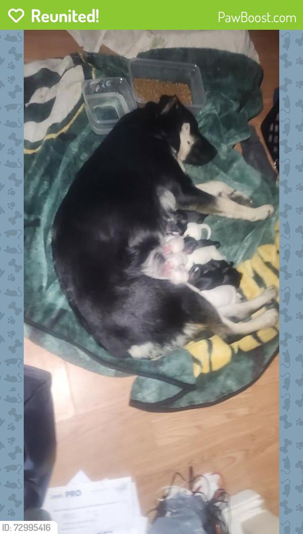Reunited Female Dog last seen Mcwade and ritter, Homeland, CA 92548