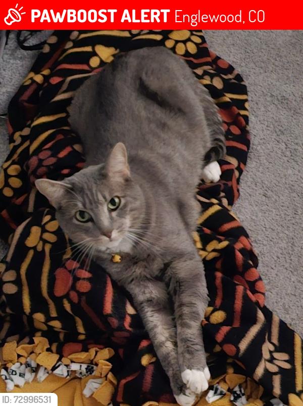Lost Male Cat last seen Layton & Delaware, Englewood, CO 80110