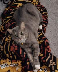 Lost Male Cat last seen Layton & Delaware, Englewood, CO 80110