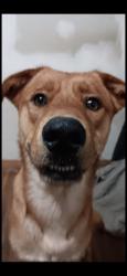 Reunited Male Dog last seen Hampton St, Eden, NC 27288, USA, Eden, NC 27288
