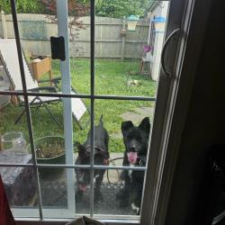 Found/Stray Male Dog last seen Furnas Road, Highschool Road, Wedgewood Neighborhood, Indianapolis, IN 46221
