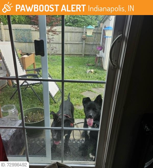 Found/Stray Male Dog last seen Furnas Road, Highschool Road, Wedgewood Neighborhood, Indianapolis, IN 46221