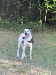 Found/Stray Male Dog last seen Highway 414, near North Greenville University , Tigerville, SC 29690