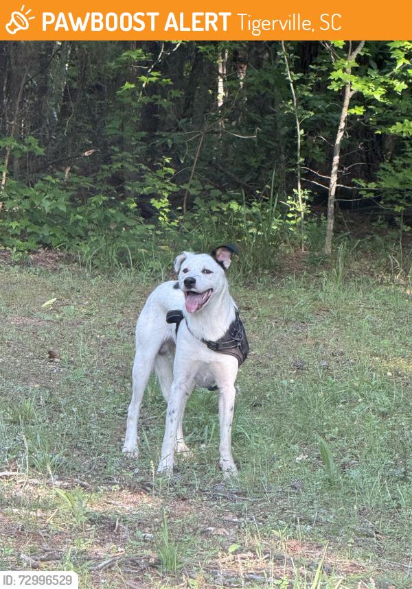 Found/Stray Male Dog last seen Highway 414, near North Greenville University , Tigerville, SC 29690