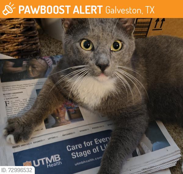 Found/Stray Male Cat last seen Galveston, Tx, Galveston, TX 77551