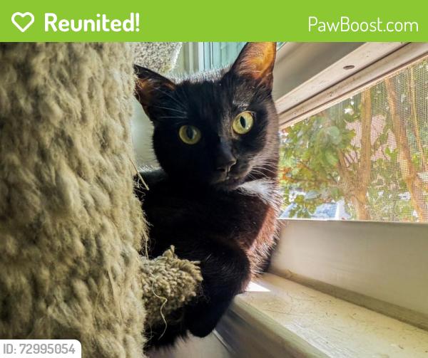 Reunited Female Cat last seen Pittsfield garrison, Garrison, MD 21117