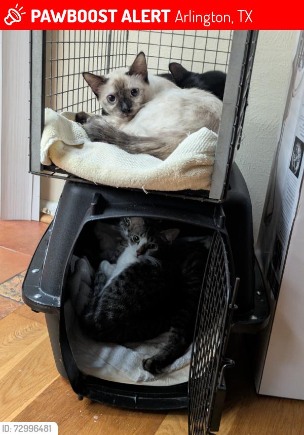 Lost Female Cat last seen Coke dr and Mitc Arlington tx 76010, Arlington, TX 76010