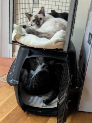Lost Female Cat last seen Coke dr and Mitc Arlington tx 76010, Arlington, TX 76010