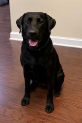 Reunited Male Dog last seen Ethridge mill rd, Griffin, GA 30224