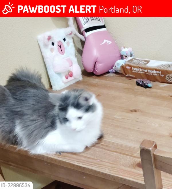 Lost Female Cat last seen 94th and Harrison, Portland, OR 97216