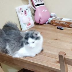 Lost Female Cat last seen 94th and Harrison, Portland, OR 97216