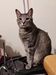Reunited Male Cat last seen Forest Ridge apmts, Knoxville, TN 37931