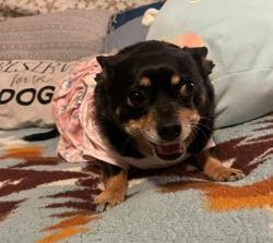Reunited Female Dog last seen Roxford and San Fernando , Los Angeles, CA 91342