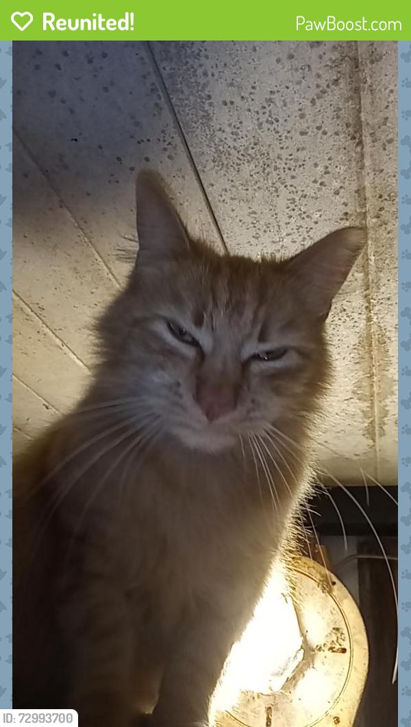 Reunited Male Cat last seen Ocelot point, Homosassa Springs, FL 34446