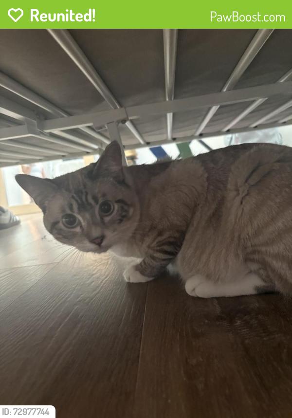 Reunited Unknown Cat last seen Montclair, CA, USA, Montclair, CA 91763
