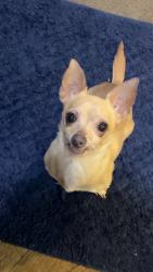 Lost Male Dog last seen Normally, Wilson, westside Jacksonville Florida , Jacksonville, FL 32205