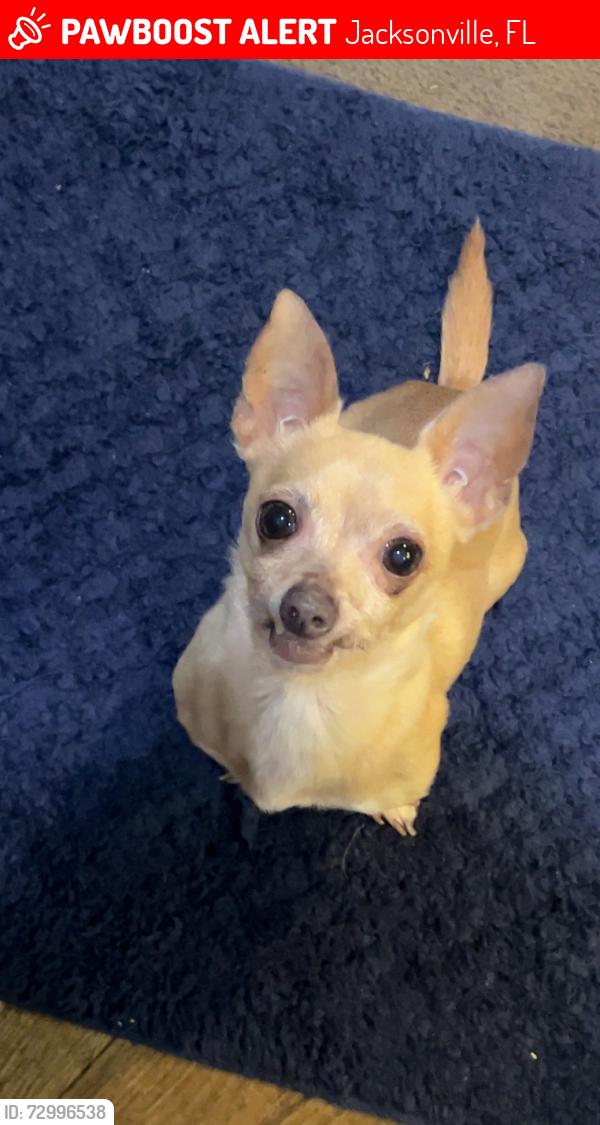 Lost Male Dog last seen Normally, Wilson, westside Jacksonville Florida , Jacksonville, FL 32205