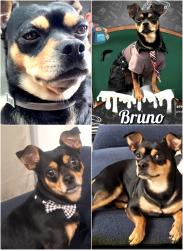Lost Male Dog last seen S 3rd and W Abor Vitae , Inglewood, CA 90305