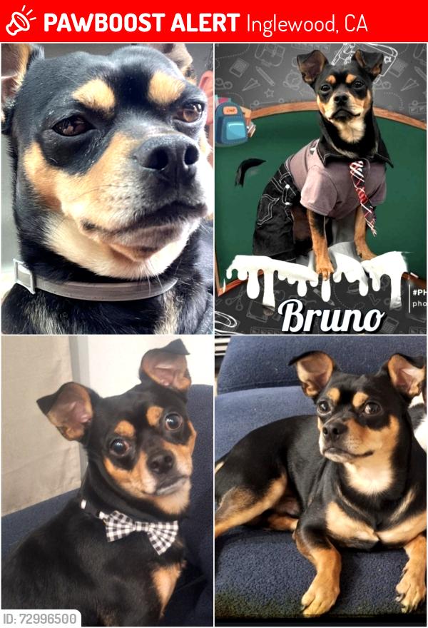 Lost Male Dog last seen S 3rd and W Abor Vitae , Inglewood, CA 90305