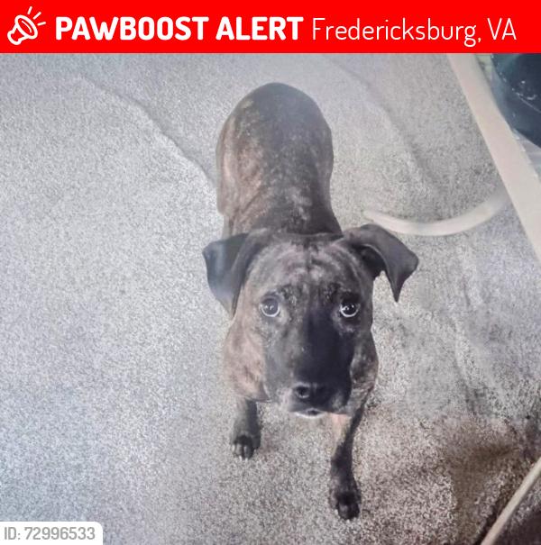 Lost Female Dog last seen Hickory Ridge , Fredericksburg, VA 22405